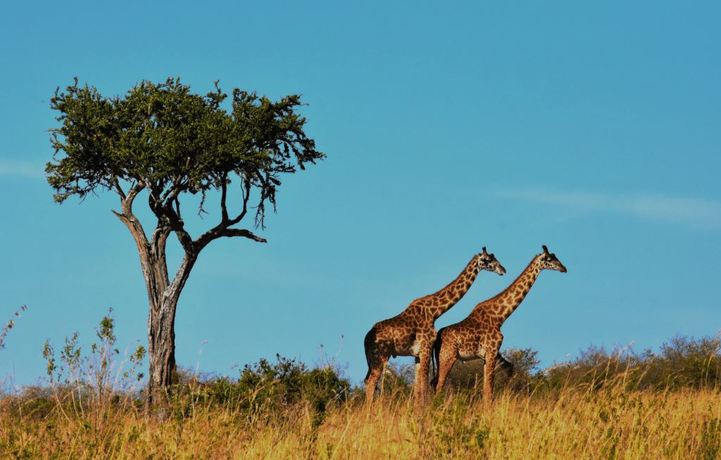 OPINION: What we don’t know (about Africa) is hurting us