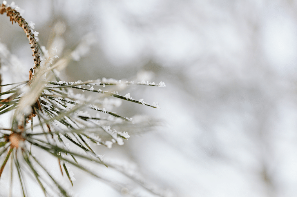 The Art of Baking: From Classic Bread to Artisan Pastries